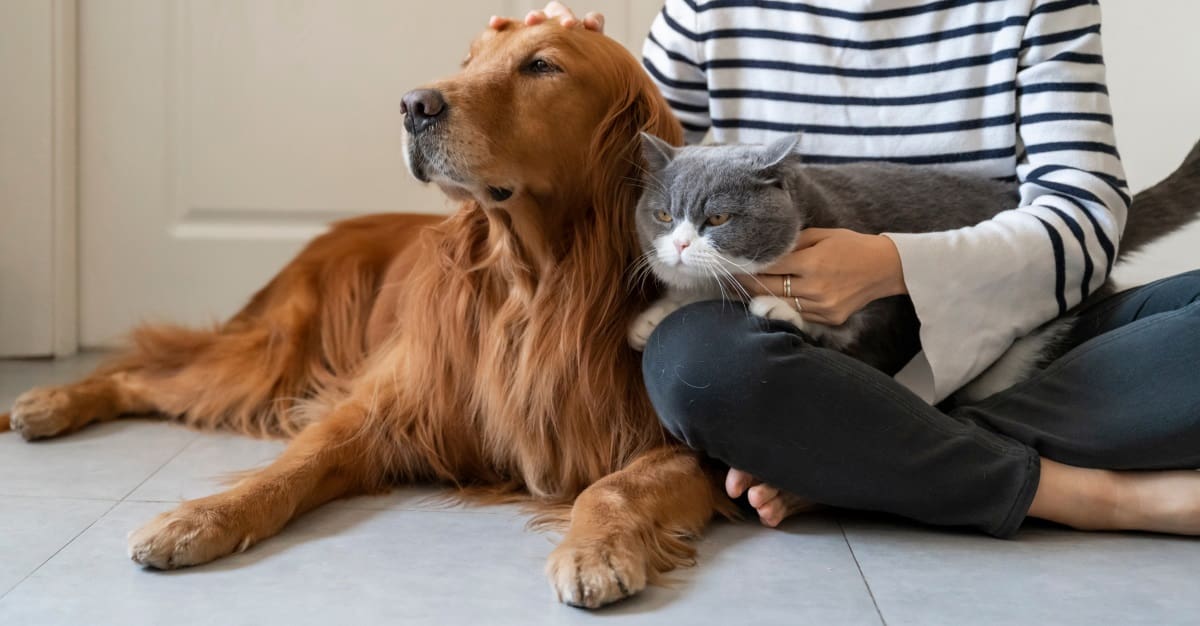 MQM | Tenemos las opciones ideales de limpieza automática para hogares con mascotas